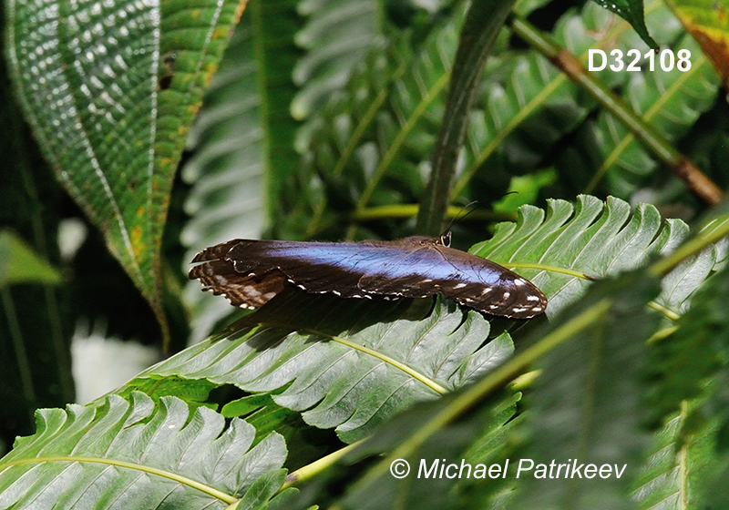 Common Morpho (Morpho helenor)